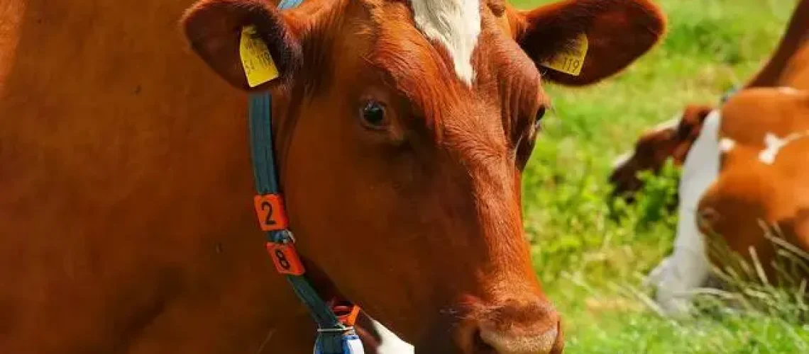 Situações inusitadas